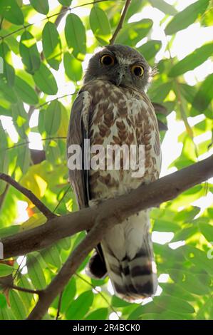 Brown Hawk Owl (Ninox scutulata), Uttar Pradesh, Inde Banque D'Images