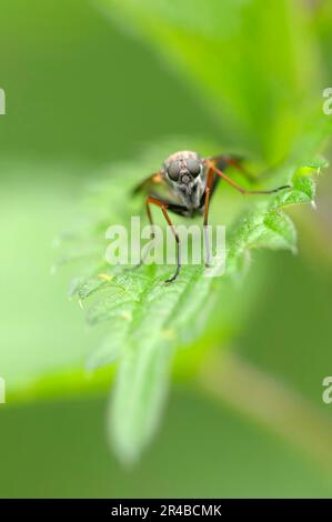 Grande mouche à col de cygne (Rhagio notatus), Rhénanie-du-Nord-Westphalie, Allemagne, Snipe Fly Banque D'Images