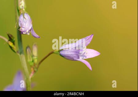 Rhénanie-du-Nord-Westphalie (Campanula rapunculus), Raiponce bellflower, Allemagne Banque D'Images