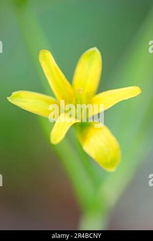 Rhénanie-du-Nord-Westphalie, Waldgelbstern, étoile jaune commune (Gagea lutea), étoile dorée de la forêt, Allemagne Banque D'Images