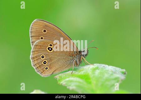 Ringlet (Aphantopus hyperantus) papillon, Rhénanie-du-Nord-Westphalie, Allemagne Banque D'Images
