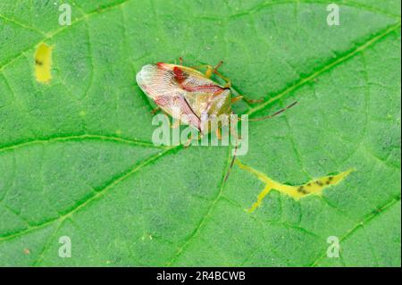 Bug de Bouclier de bouleau, Rhénanie-du-Nord-Westphalie, Allemagne, Birch (Elasmostepithus interstinctus) Shieldbug Banque D'Images