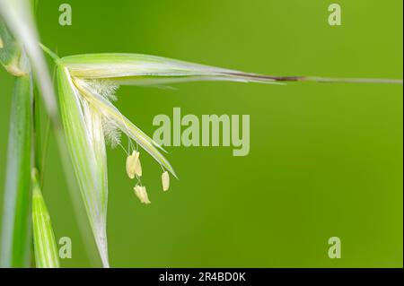 Avoine animée (Avena stérilisis), Provence, sud de la France Banque D'Images