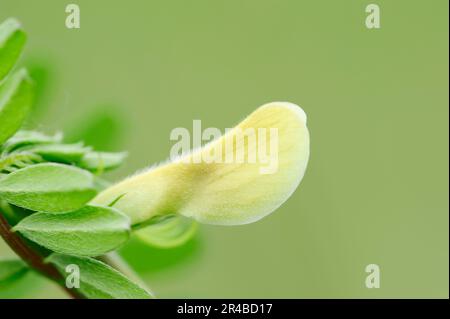 Etch jaune poilu (Vicia hybrida), Provence, Sud de la France Banque D'Images