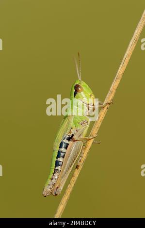 Sauterelle de prairie commune (Chorthippus parallélus), femelle, Rhénanie-du-Nord-Westphalie, Allemagne Banque D'Images