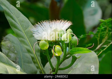 Poisson poisons (Barringtonia asiatica), le poisons de mer, Barringtonie, Putt Laut, Putt de mer, Lecythidace Banque D'Images