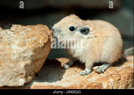 Jeune commun Gundi (Ctenodactylus gundi), nord-africain Gundi Banque D'Images