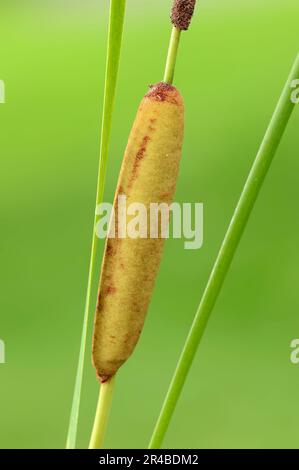 Queue étroite, Rhénanie-du-Nord-Westphalie, Allemagne, queue étroite (Typha angustifolia), Bulruse de moindre taille, queue étroite Banque D'Images