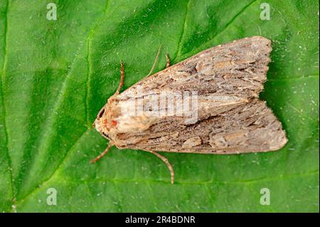 The Arches (Apamea monoglypha), Nordrhein-Westfalen, Allemagne Banque D'Images