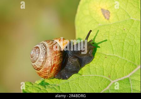 Escargot COPSE (Arianta arbustorum), Rhénanie-du-Nord-Westphalie, escargot d'arbre, escargot d'arbre, Allemagne Banque D'Images