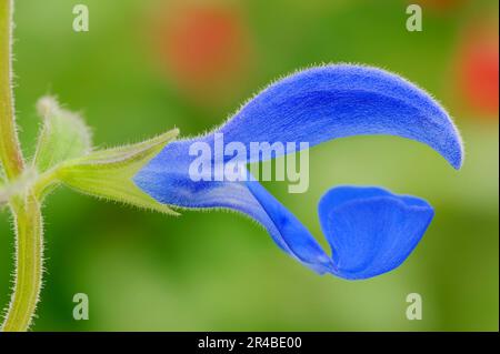 Sauge gentiane (Salvia patens) 'Bleu océan', sauge à fleurs bleues, sauge bleue étalant Banque D'Images