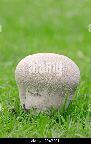 Mosaic Puffball (Lycoperdon utriforme) Rhénanie-du-Nord-Westphalie, Allemagne (Calvatia utriformis) Banque D'Images