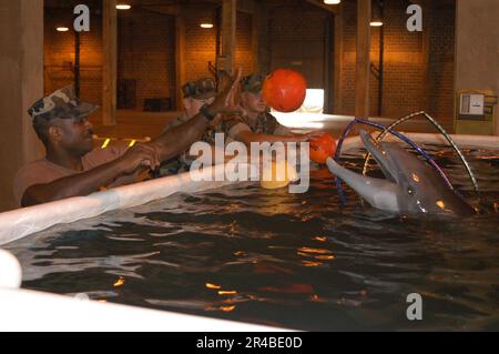US Navy quatre dauphins sont placés dans une piscine d'eau salée temporaire au Centre du bataillon de construction navale de Gulfport. Banque D'Images