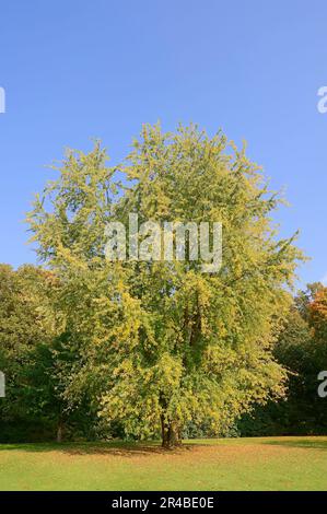 Feuille d'érable argentée à l'automne, Rhénanie-du-Nord-Westphalie, Allemagne (Acer saccharinum var.. laciniatum) Banque D'Images