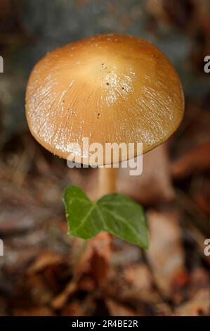 Rooting Shank, Rhénanie-du-Nord-Westphalie, Allemagne (Xerula radicata) (Oudemansiella radicata), Mushroom profond Banque D'Images