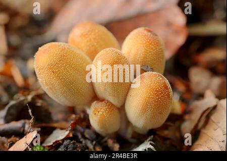 Inkcap à l'écoute, Rhénanie-du-Nord-Westphalie, Allemagne (Coprinus micaceus), bouchon à l'écoute Banque D'Images