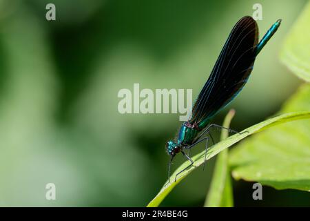 Belle demoiselle Calopteryx virgo, bleu métalique thorax et abdomen avec des ailes brun violet une mouche de damsel avec des ailes couchées au repos ou perchée Banque D'Images