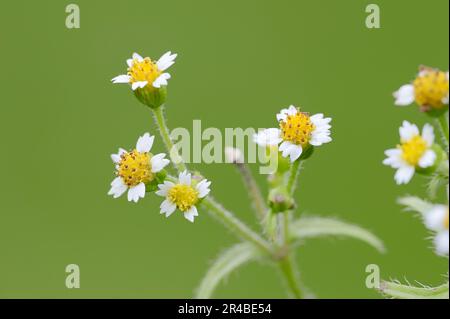 Buttonwort poilu, Rhénanie-du-Nord-Westphalie (Galinsoga quadriradiata), buttonwort poilu (Galinsoga ciliata), buttonwort chigeux, buttonwort chigeux, flou