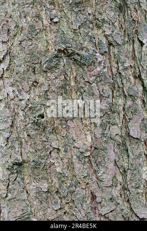 Mélèze d'Europe (Larix decidua), l'écorce, Rhénanie du Nord-Westphalie, Allemagne Banque D'Images