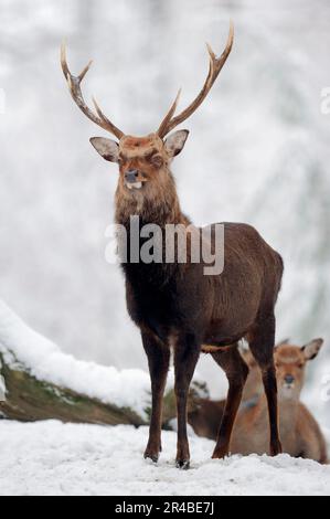 Cerf japonais Sika (Cervus nippon nippon) en hiver, Japansika, cerf japonais sika Banque D'Images