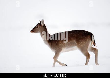 Cerf de Virginie (Dama dama), femelle, en hiver Banque D'Images