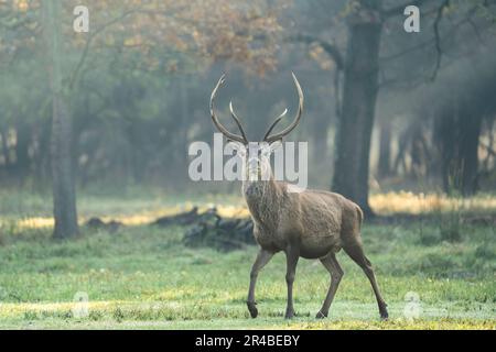 Magnifique paysage forestier de forêt de foggy à l'automne avec de beaux cerfs rouges sauvages stag - espèces indigènes protégées, le cerf de dune ou l'italien de Banque D'Images