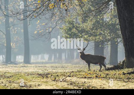 Magnifique paysage forestier de forêt de foggy à l'automne avec de beaux cerfs rouges sauvages stag - espèces indigènes protégées, le cerf de dune ou l'italien de Banque D'Images