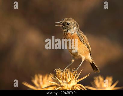 La stonechat européenne (Saxicola rubicola), Lesvos, Grèce Banque D'Images