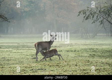 La femelle de cerf rouge qui allaite son pup dans la belle forêt de brousseaux en automne - espèces indigènes protégées, cerfs de dunes ou cerfs italiens - Mésola N Banque D'Images