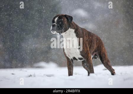 Boxeur allemand Banque D'Images