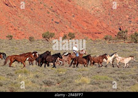 Navajo cowboy drives mustangs, Monument Valley, Utah, États-Unis, Indiens, Natifs américains Banque D'Images