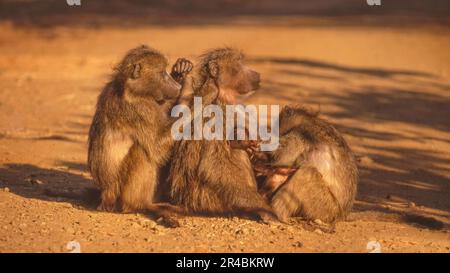 Une séance de toilettage avec un groupe de babouins de chacma (Papio ursinus) dans le parc national Kruger, Afrique du Sud. Banque D'Images