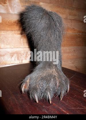 Ours en peluche (Tremarctos ornatus), paw, tué par un poacher, province d'Imbabura, Equateur, Ours andin Banque D'Images