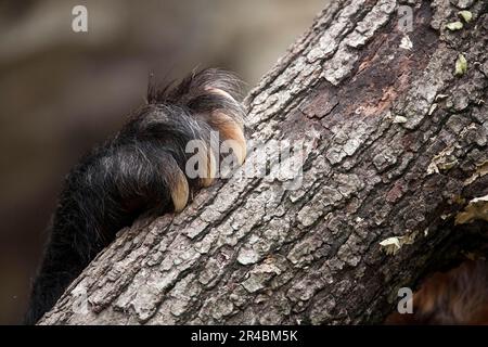 Ours spectaculaire (Tremarctos ornatus), patte avec griffes, Ours andin Banque D'Images