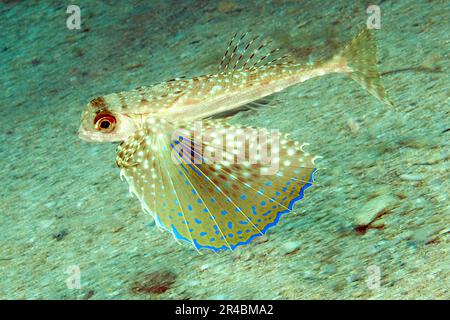 Vol de Gurnard (Dactylopterus volitans), Malte Banque D'Images