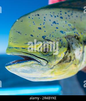 Un grand dolphinfish vert commun (Coryphaena hippurus) capturé par une personne Banque D'Images