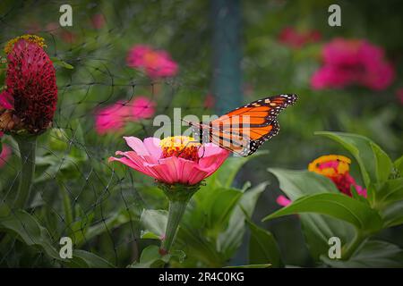 Un beau papillon monarque perché au sommet d'une fleur rose vive dans un champ luxuriant Banque D'Images