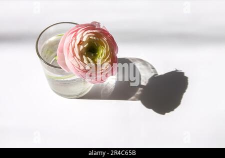 Ranunculus belle fleur délicate dans un petit vase. Décor fleuri. Lumière du soleil et ombres vives sur une surface blanche Banque D'Images