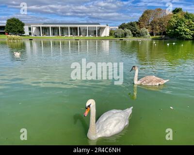 Une vue panoramique de deux cygnes nageant paisiblement dans un plan d'eau tranquille par une journée ensoleillée Banque D'Images