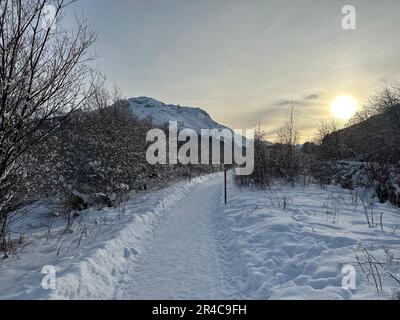 Une scène d'hiver tranquille avec un sentier sinueux bordé de grands arbres et baigné de neige, avec de majestueuses montagnes enneigées en arrière-plan Banque D'Images