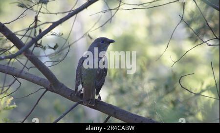 Un oiseau à plumes grises perché sur une branche d'un arbre, les yeux regardant vers l'avant dans la distance Banque D'Images