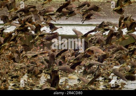 Sifflet-canard plumé, Dendrocygna eytoni Banque D'Images