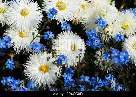 Blanc Anglais Daisy Bellis perennis 'Habanera White' Banque D'Images