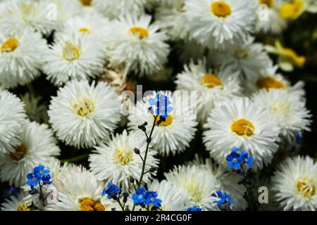 Blanc Anglais Daisy Bellis perennis 'Habanera White Banque D'Images