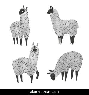 Ensemble de lama à l'aquarelle. Illustration vectorielle de lamas dessinés à la main isolés sur du blanc. Illustration de Vecteur