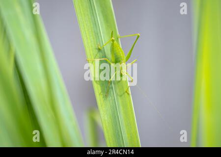 Gros plan pf un buisson-cricket tacheté, Leptophyes punctatissima Banque D'Images