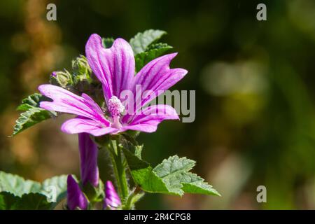 Malva thuringiaca Lavatera thuringiaca, la plante-arbre de jardin, est une espèce de plante florale de la famille des Malvaceae. Banque D'Images