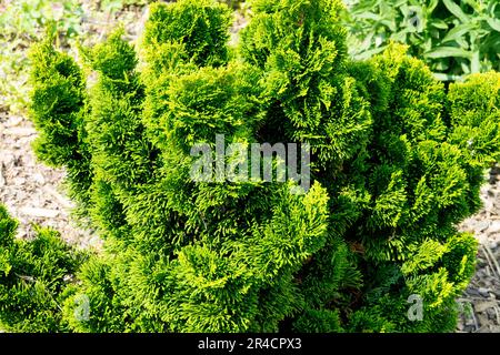 Evergreen, Cyprès japonais, Chamaecyparis Nana gracilis, croissance lente, Hardy, Hinoki Cypress Banque D'Images