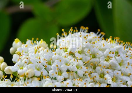 Boule de neige laineux, Viburnum lantana, fleurit en gros plan. Banque D'Images