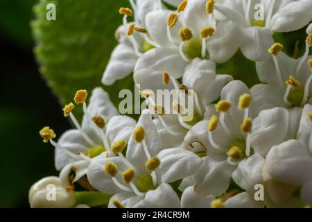 Boule de neige laineux, Viburnum lantana, fleurit en gros plan. Banque D'Images